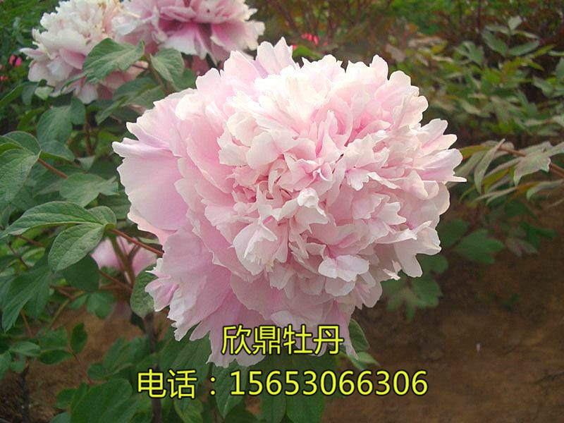 九天攬?jiān)?></a></dt>
<dd><a href=