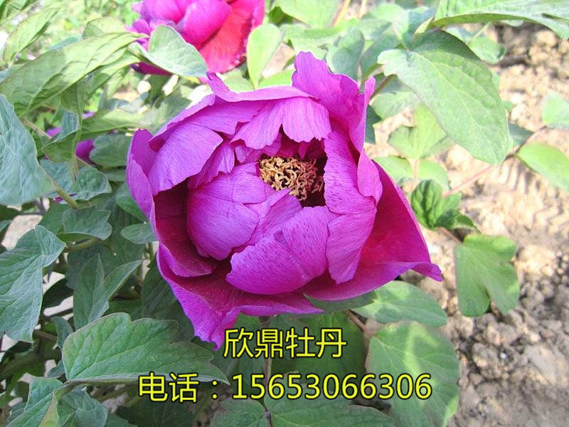 牡丹南遷能遷多遠