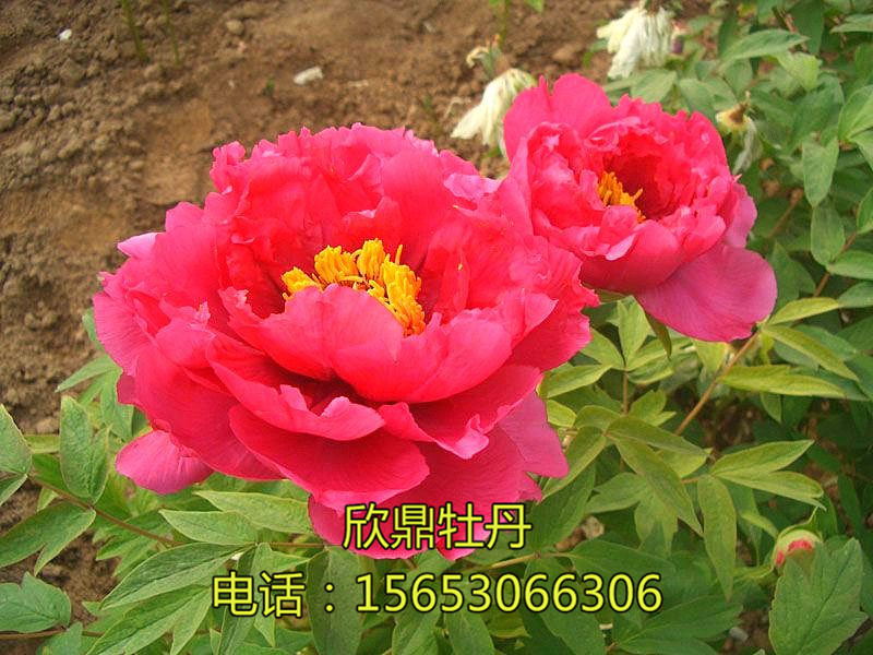 牡丹的株型分類有哪些