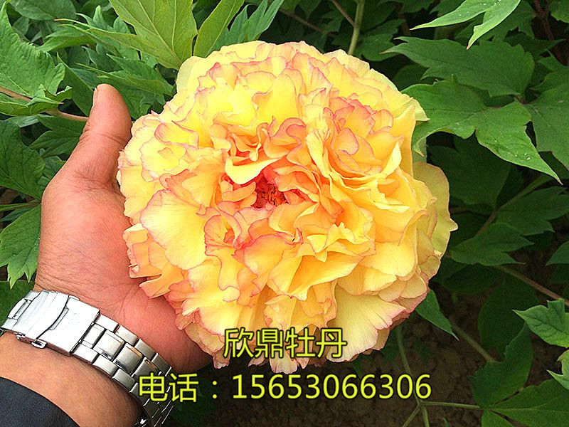 <img src=upfile/images/2018/10/31/small3_15409551965293562.jpg height=350>